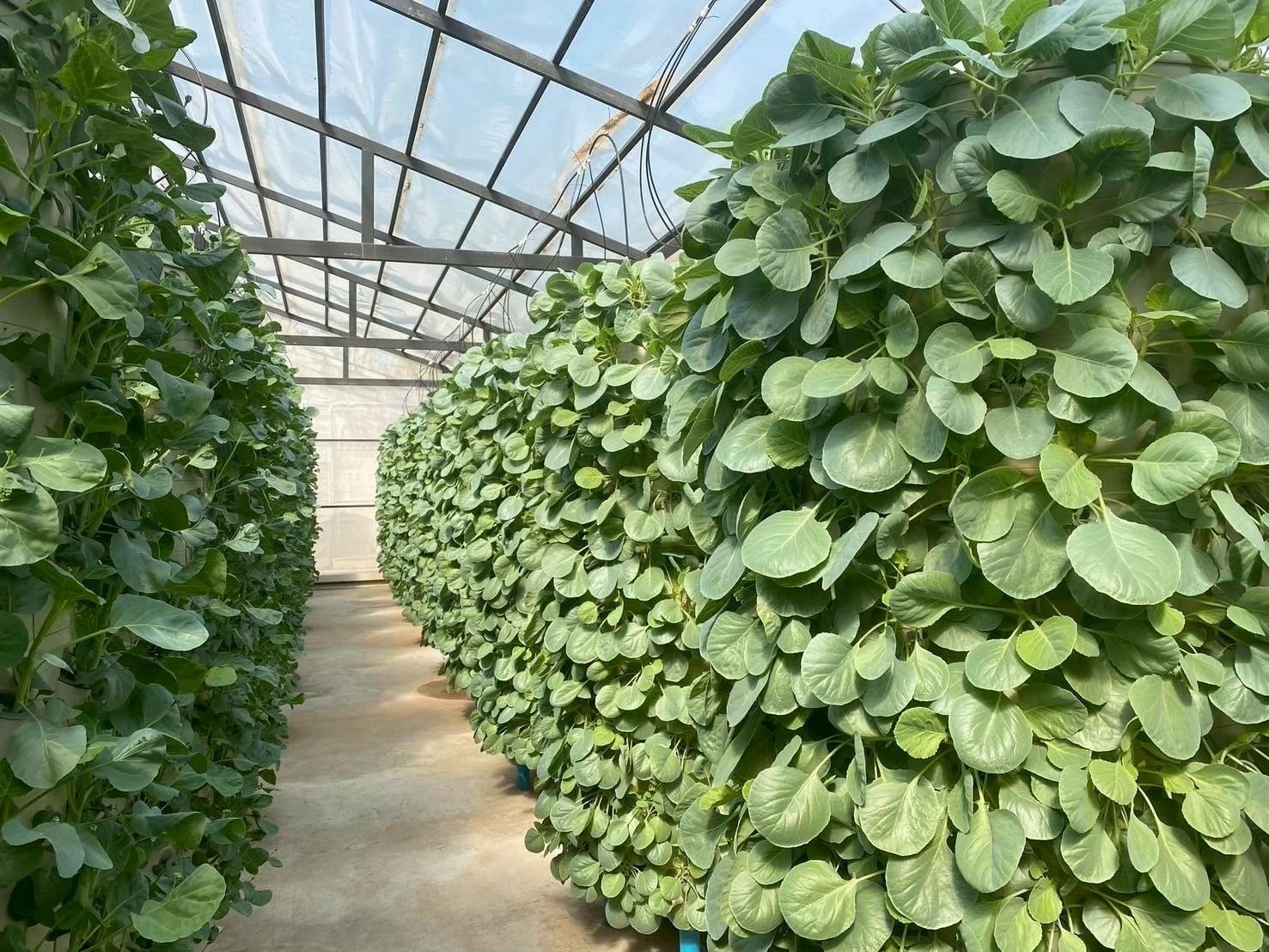 タワー式の野菜栽培