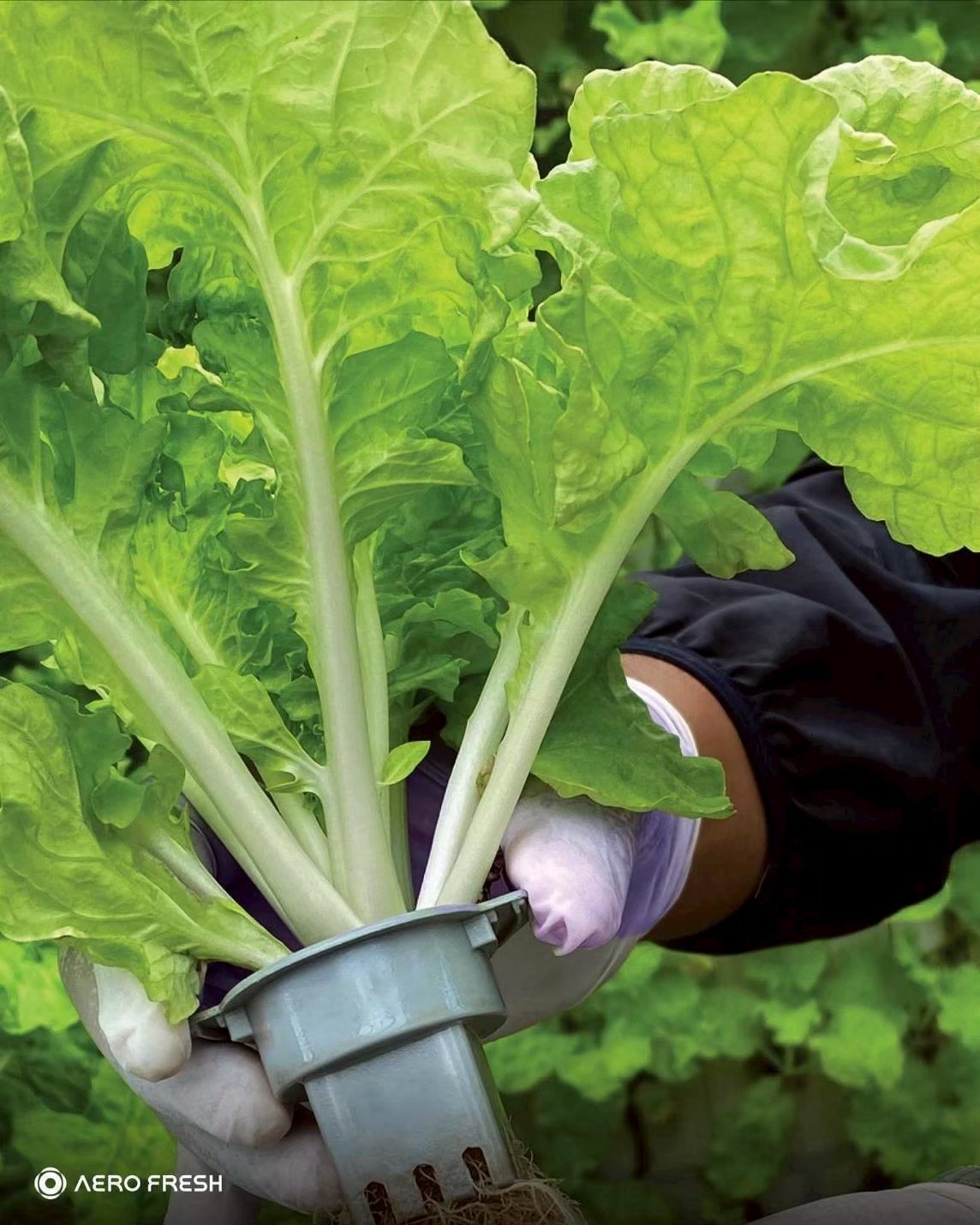 栽培設備で育てた葉物野菜